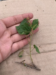 Acalypha