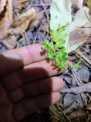 Botrypus virginianus