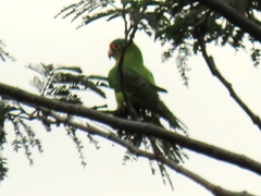 Eupsittula canicularis