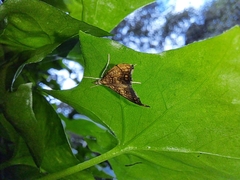 Pyrausta californicalis