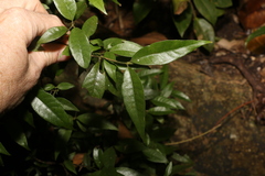 Psychotria