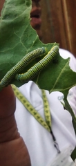 Leptophobia