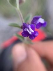 Scutellaria potosina