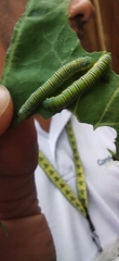 Leptophobia