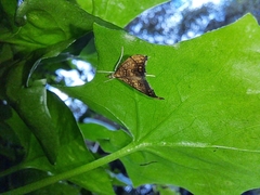 Pyrausta californicalis