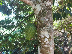 Annona muricata