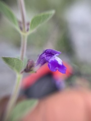 Scutellaria potosina