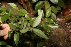 Psychotria