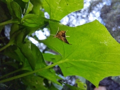 Pyrausta californicalis
