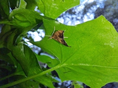 Pyrausta californicalis