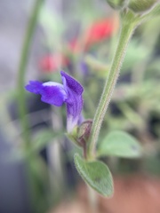 Scutellaria potosina
