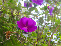 Tibouchina