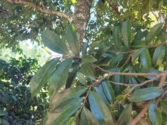 Annona muricata