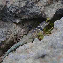 Sceloporus mucronatus