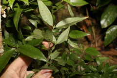 Psychotria