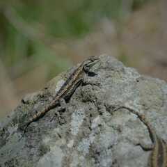 Sceloporus grammicus