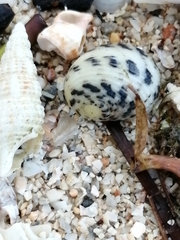 Nerita tessellata
