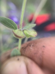Scutellaria potosina