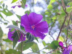 Tibouchina