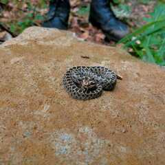 Crotalus triseriatus