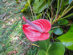 Anthurium andraeanum