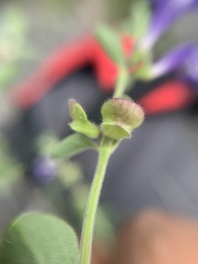 Scutellaria potosina