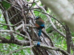 Eumomota superciliosa