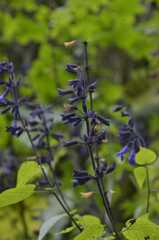 Salvia concolor