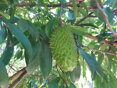 Annona muricata