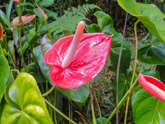 Anthurium andraeanum