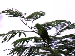 Brotogeris jugularis