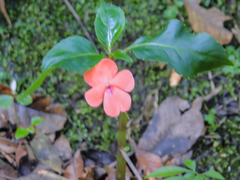 Impatiens walleriana