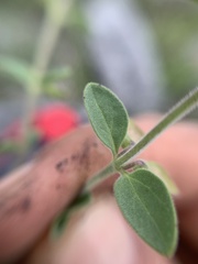 Scutellaria potosina