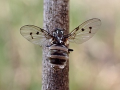 Entomophthora