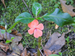 Impatiens walleriana