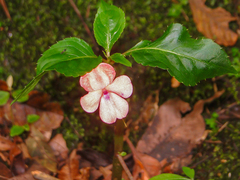 Impatiens walleriana