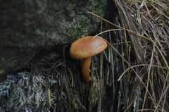 Basidiomycota