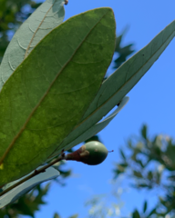 Persea borbonia