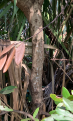 Persea borbonia