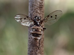 Entomophthora