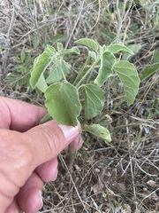 Physalis cinerascens