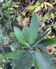 Persea borbonia