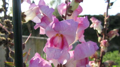 Antirrhinum