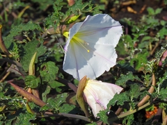 Datura ceratocaula