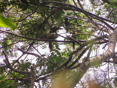 Pyrrhura frontalis