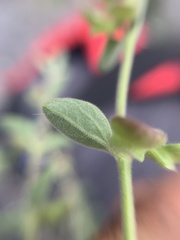 Scutellaria potosina