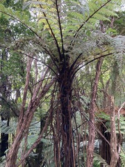 Cyathea cunninghamii