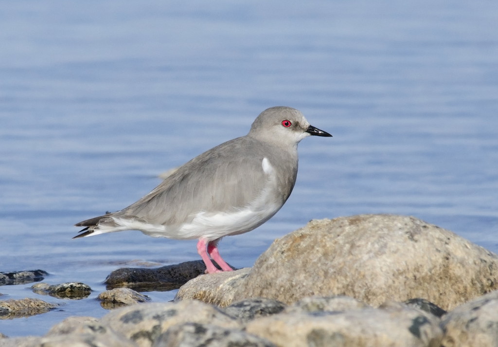 Magellanic Plover
