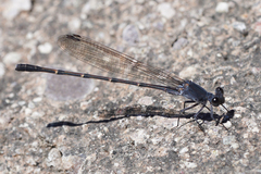 Argia lugens