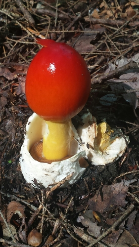 Jackson's slender Caesar (Amanita jacksonii)